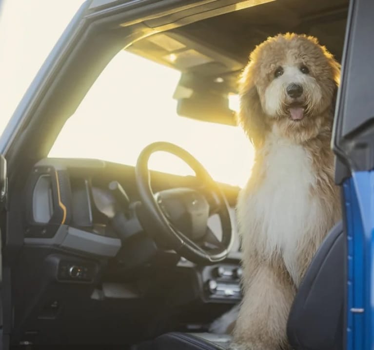 Dog inside a Ford Bronco.