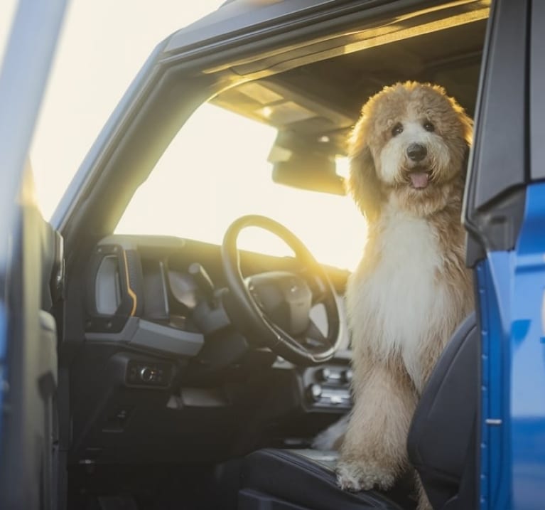 poodle in the drivers seat of a Ford Bronco