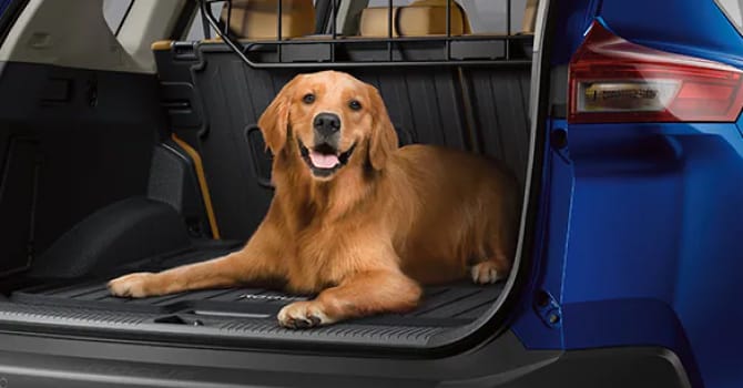 Dog sitting in trunk of car